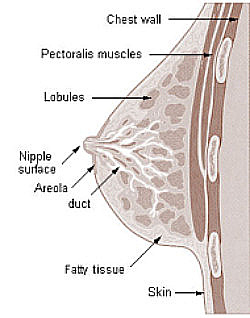 Breast Anatomy. 